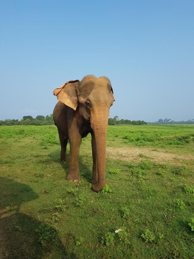 Elephants Fence Guest & Safari Services Udawalawe Exterior photo