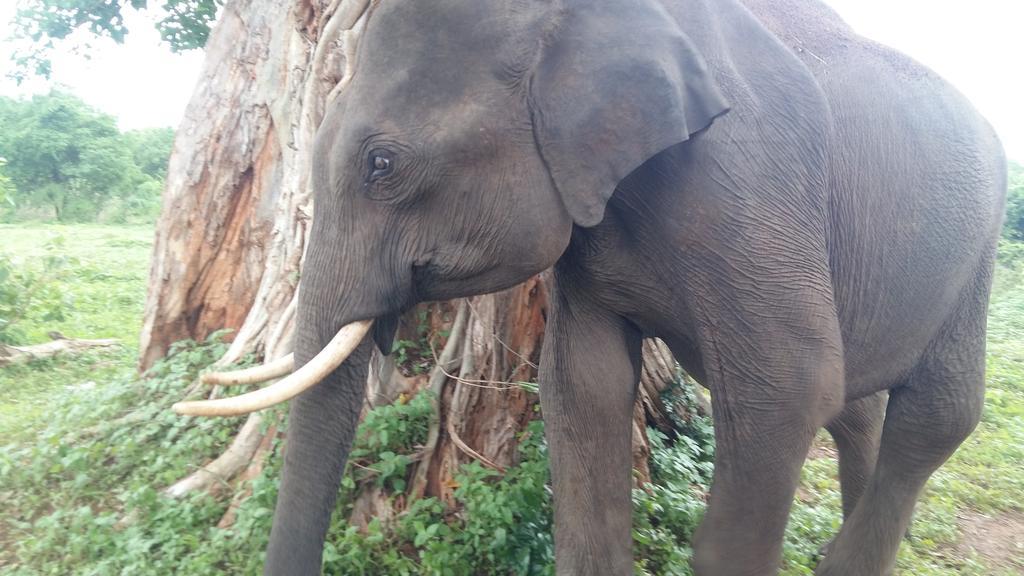 Elephants Fence Guest & Safari Services Udawalawe Exterior photo