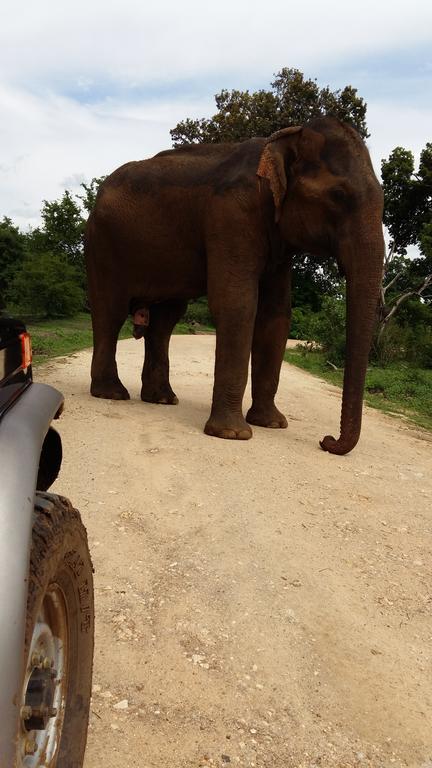 Elephants Fence Guest & Safari Services Udawalawe Exterior photo