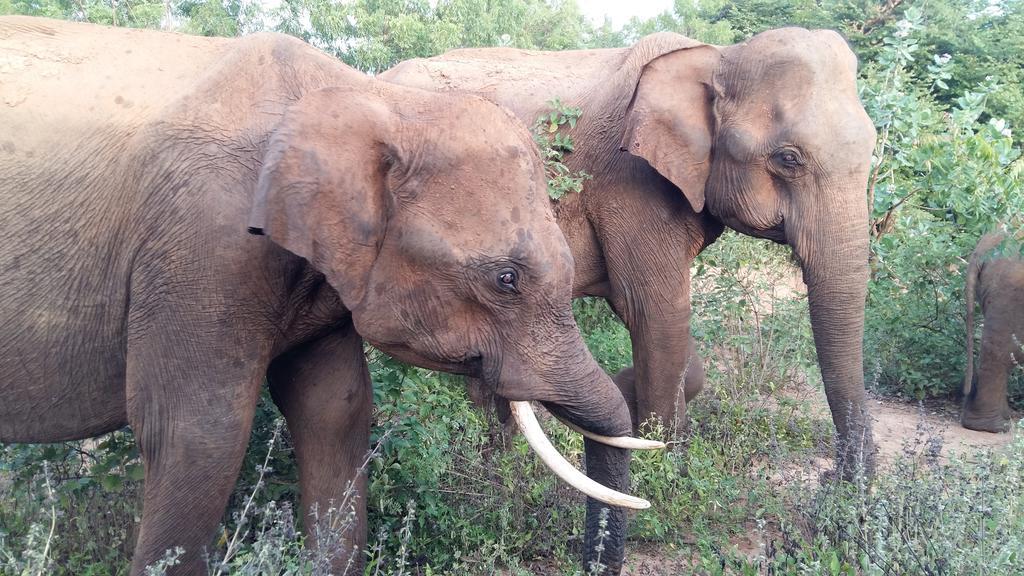 Elephants Fence Guest & Safari Services Udawalawe Exterior photo